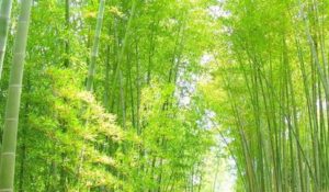日本国内での竹の開花の歴史