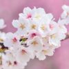 インドア室内でお花見できる５つの方法｜エア桜のススメ