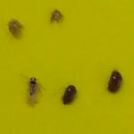 家の黒い小さい丸い飛ぶ虫を駆除する３つの裏技｜虫の正体はタバコシバンムシ