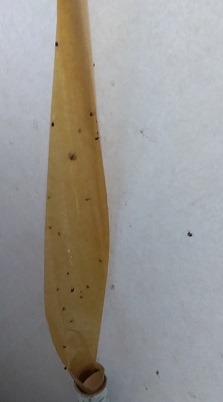 黒い小さい丸い虫を駆除する３つの裏技 部屋で飛ぶ虫の正体はタバコシバンムシ