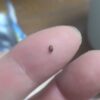 黒い小さい飛ばない虫 モゾモゾ歩くその虫の正体は？