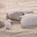 貝殻（ビーチコーミング）持ち帰りが違法？日本と海外の違い