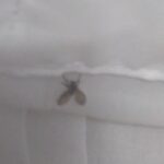 風呂場トイレの小さい黒い虫・逆ハート型のチョウバエの駆除方法｜お勧め殺虫剤（幼虫編・成虫編）