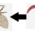 チョウバエの幼虫は簡単に死なないので２つの方法で退治